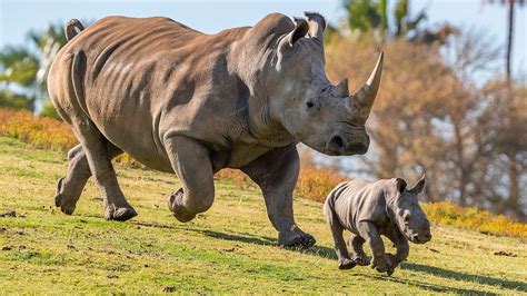Baby Rhino Born Thanks To Science Youtube