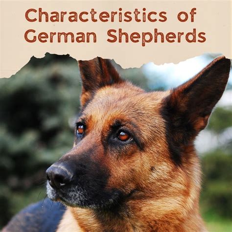 German Shepherd Breed Characteristics Pethelpful