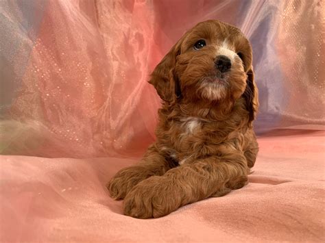 Dark Red Female Cockapoos For Sale White Markings Ia Mn Wi