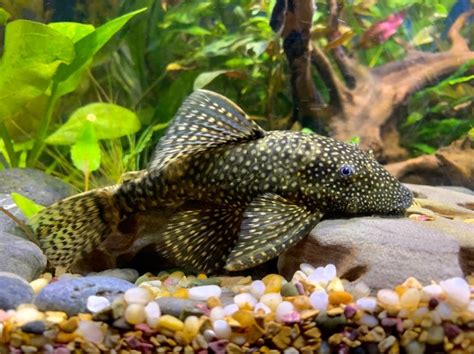 15 Best Algae Eaters For Freshwater Aquariums Petsoid