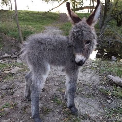 These Cute Baby Donkeys Will Make Your Day Happiness Life