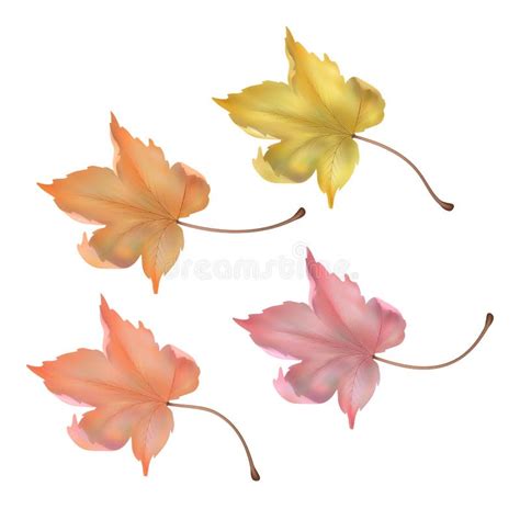 Maple Leaf Vector Illustration Stock Vector Illustration Of Fall
