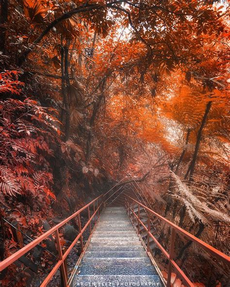 Stairway To Autumn Heaven Nature Photography Canada Photos Canada