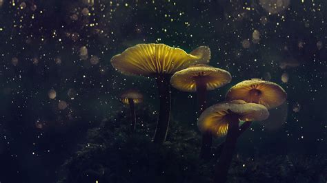 2560x1440 Mushroom flowers, top glow, glitter wallpaper | Magical ...