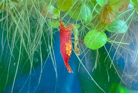 Do Shrimp Lay Eggs Everything You Need To Know About Shrimp Eggs Shrimp Tank Expert
