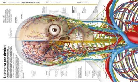 Cuerpo Humano mundo 3d Como Nunca Antes Lo Habías Visto Mebuscar