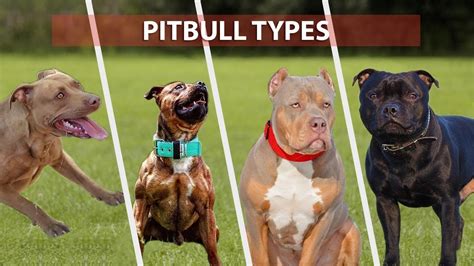 Types Of Pitbull Breeds That Are Popular Today Pitbull Types 2021 Youtube