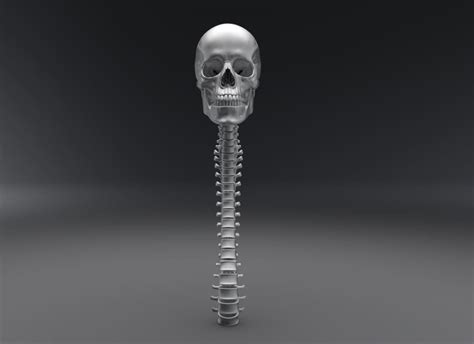 Human Skull And Spine Articulated 3d Model Collection Cgtrader