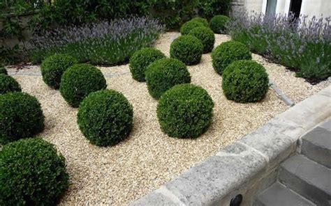 Buy Baby Gem Boxwood For Sale Online From Wilson Bros Gardens