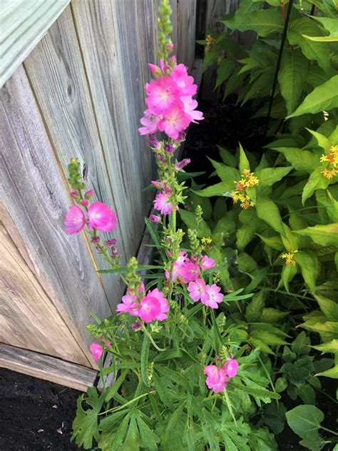 Miniature Hollyhocks • Sugar Sunshine And Flowers