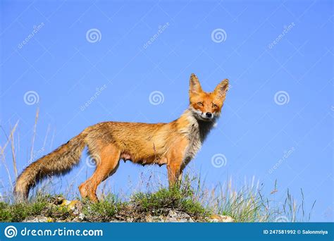 Red Fox Vulpes Vulpes In The Habitat Stock Photo Image Of Predator