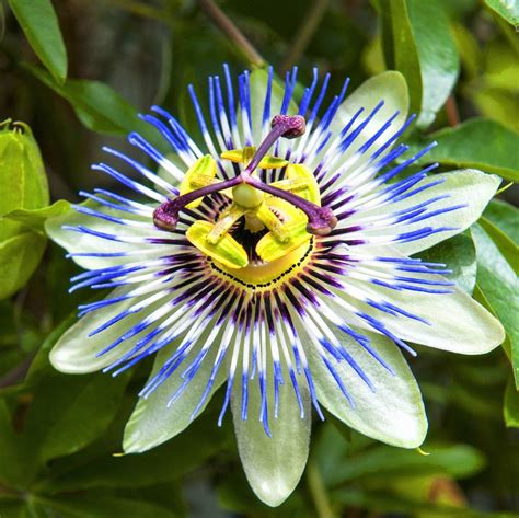 Image Result For Bluecrown Passionflower Passion Flower Blue Passion Flower Passion Flower Plant