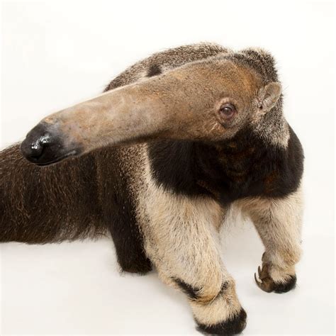 Giant Anteater Facts And Photos
