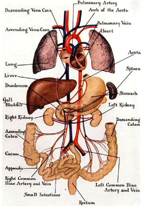 Groups of organs form organ systems; internal body diagram