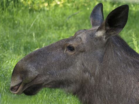 Inzwischen umfasst der landesweite bestand in polen wieder 4000 tiere. Elch | Tiere | Säugetiere | Goruma