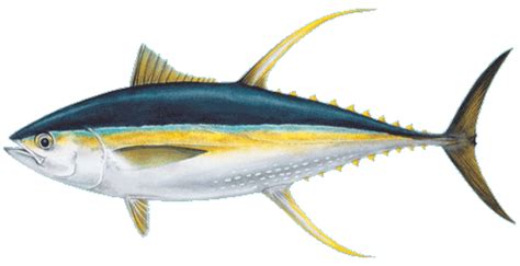 Amateur huge sets,stolen private revenge pics. Yellowfin Tuna (Ahi) - Hawaii-Seafood.org