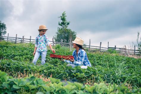 Flower farms are top income generators for farmers. Starting Your Small Farm from Scratch