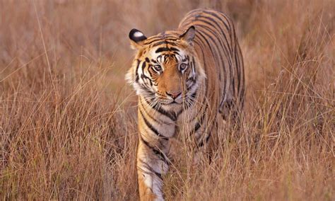 Bandhavgarh National Park Tiger Reserve Madhya Pradesh