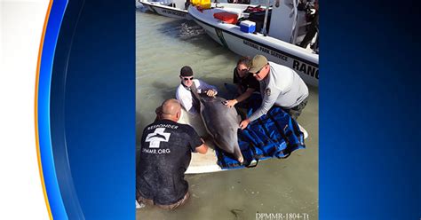 Stranded Dolphin Rescued And Released Back Into Ocean Cbs Miami