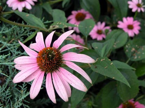 Summer Blooming Perennials Hgtv