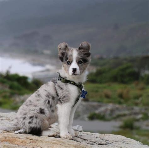 A Small Dog Sitting On Top Of A Rock