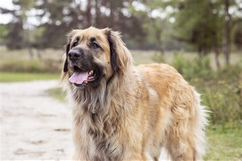 13 German Dog Breeds — German Hunting Dogs Readers Digest