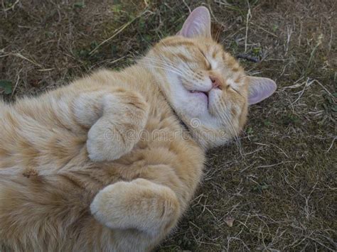 Fat Cat Sleeping Stock Photo Image Of Closeup Lovable 3591444