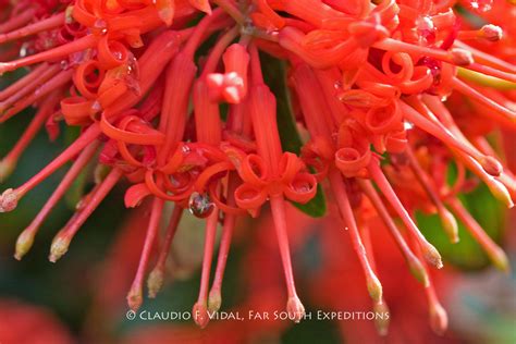 Patagonia Botanical Tour Wildflower Photography Trips Far South Exp