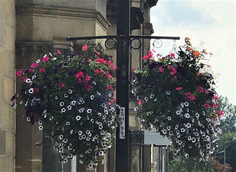 The best plants for hanging baskets are tender perennials and annuals that have been bred to flower for a long time, providing a splash of colour all there are many styles of hanging basket to choose from. What's the best way to water hanging baskets?