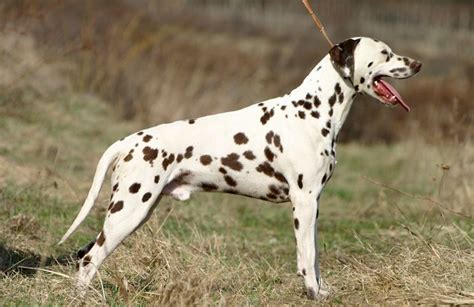 An introduction to our dalmatian puppies as well as to the dalmatian breed, providing information on finding breeders of dalmatian puppies for sale ny nj. We know that #Dalmatian #Puppies for #sale and adoption ...