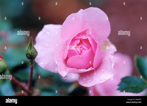 Sweetheart Rose Rosa X ´cecile Brunner´ Stock Photo Alamy