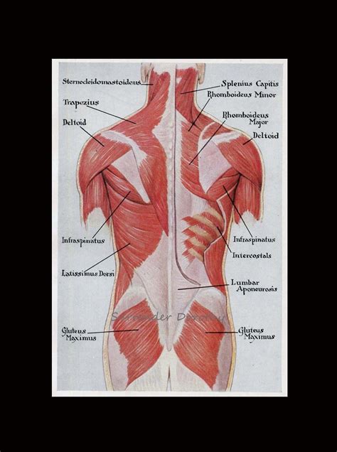 Back Muscles Anatomy Chart Human Anatomy Images And Photos Finder