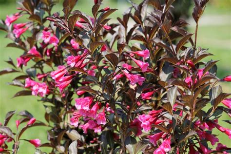 10 Different Types Of Weigela Gorgeous Varieties Garden Lovers Club