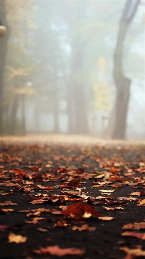 2160x3840 Autumn Leaves Falling On Road Sony Xperia Xxzz5 Premium Hd