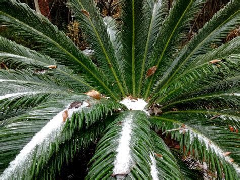 13 Cold Hardy Palm Trees Hgtv