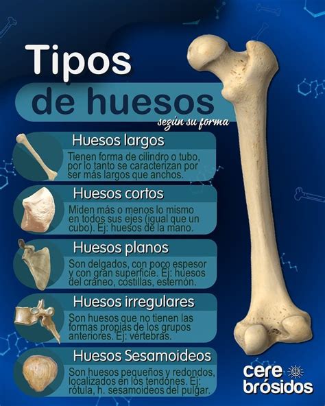 Top 161 Imagenes De Los Huesos Mas Largos Del Cuerpo Humano