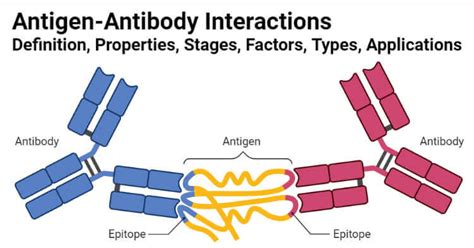 Antigen Antibody Interaction Definition Stages Types Examples