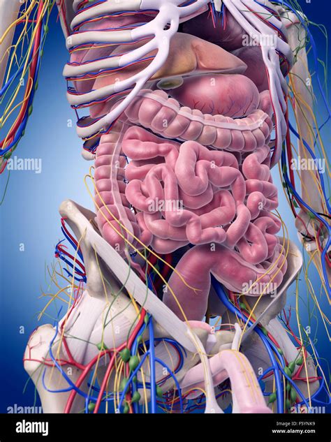 Medically Accurate Illustration Of The Abdominal Anatomy Stock Photo Alamy