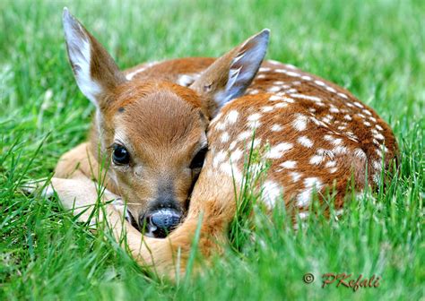 Fawn New Arrivals 2 Baby Animals Pictures Nature Animals Cute
