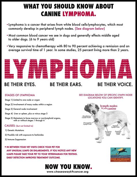 What You Should Know About Canine Lymphoma Animal Health Foundation Blog