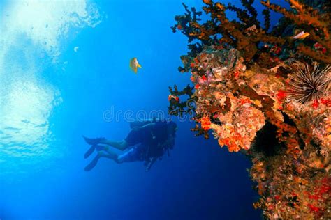 Beautiful Underwater Landscape And Scenery Stock Image Image Of