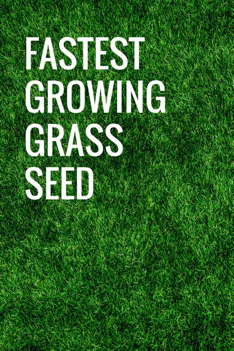 What Is The Fastest Growing Grass Seed See The Seed That Grows The