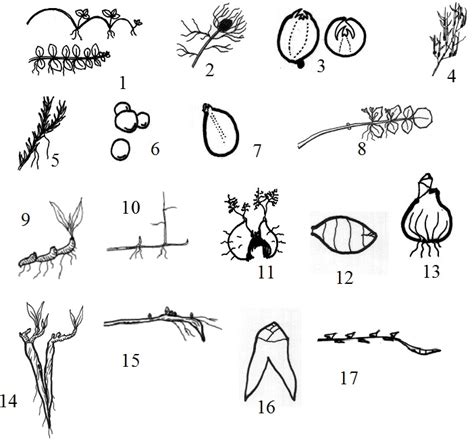 Clonal Growth Architecture Focused On Herbs Prometheus