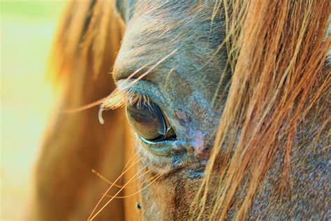 Close Up Of Horse Head Free Stock Photo Public Domain Pictures