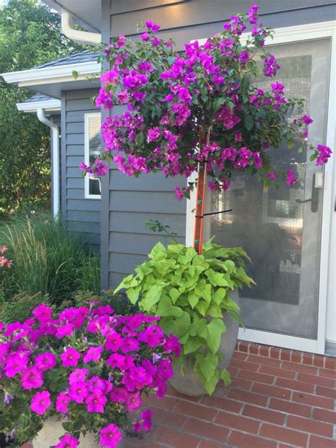 6 Best Plants For Pots Outside Front Door Best Garden Outdoor Lawn