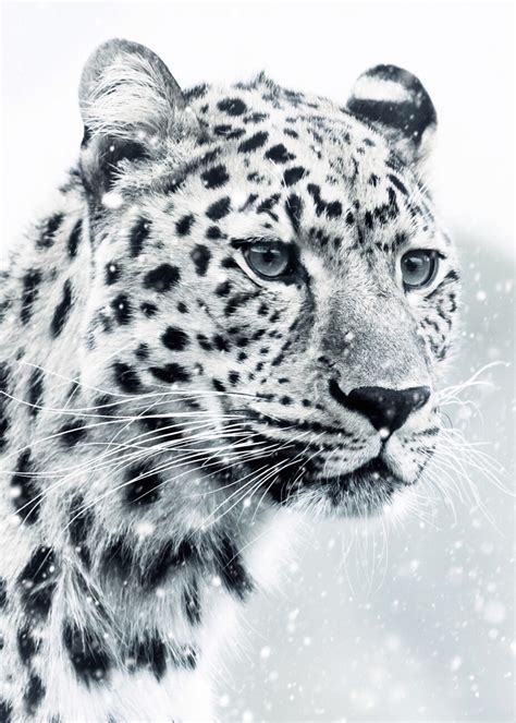 Wall Art Print White Snow Leopard Portrait Ts And Merchandise