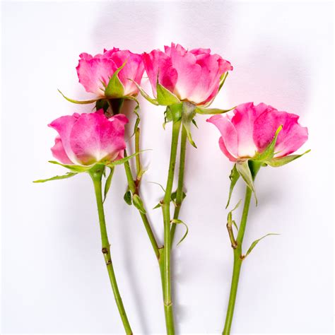 Hot Pink Spray Rose Bloom