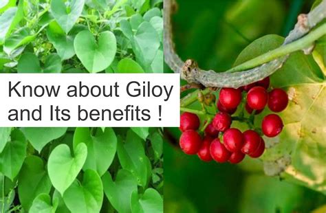 Giloy Tinospora Cordifolia Health Benefits Strong Immunity Booster