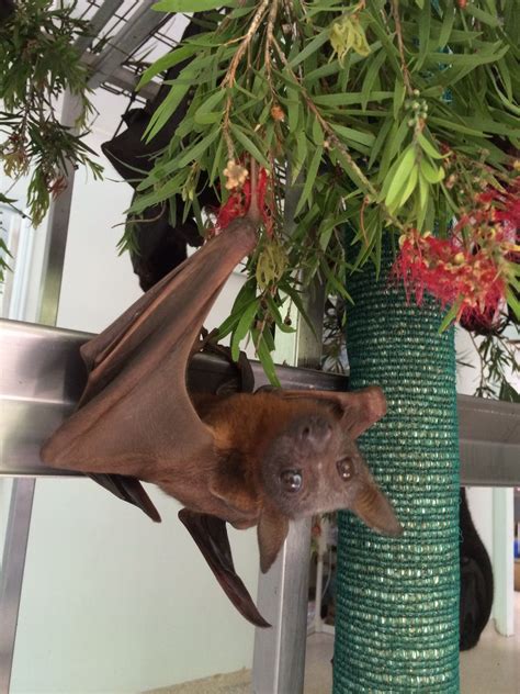 Little Red Flying Fox Australian Bat Clinic Bat Flying Bat Chiroptera