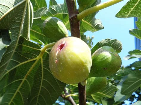 How To Grow And Harvest Figs In A Container Or In Your Yard Dengarden